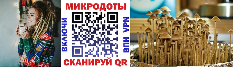 Псилоцибиновые грибы мицелий Купить закладки Кудрово